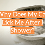 Why Does My Cat Lick Me After I Shower?