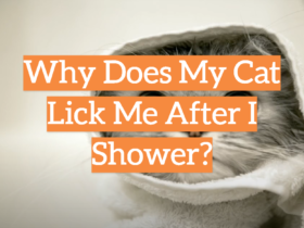 Why Does My Cat Lick Me After I Shower?