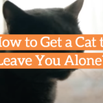 How to Get a Cat to Leave You Alone?