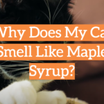 Why Does My Cat Smell Like Maple Syrup?