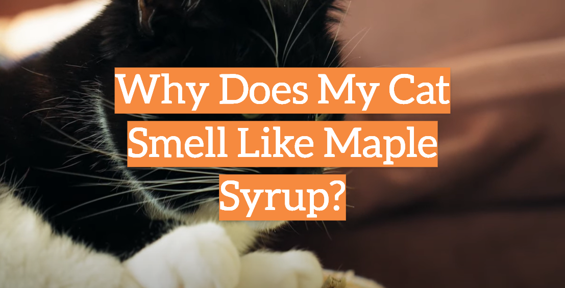 Why Does My Cat Smell Like Maple Syrup?