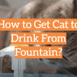 How to Get Cat to Drink From Fountain?