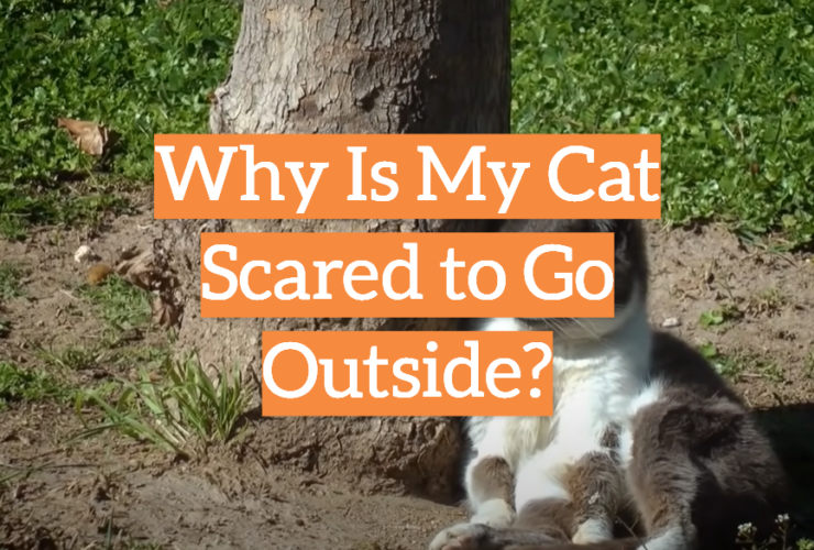 Why Is My Cat Scared to Go Outside?