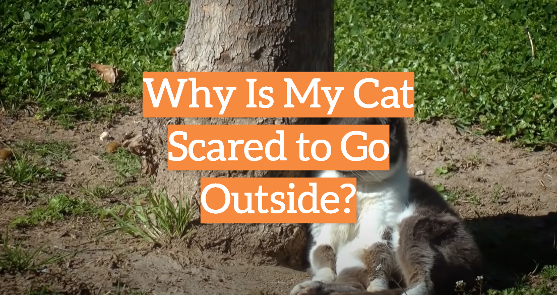 Why Is My Cat Scared to Go Outside?