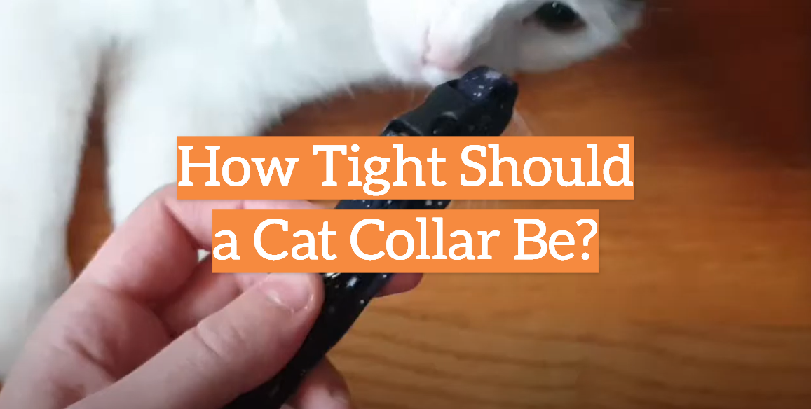 How Tight Should a Cat Collar Be?