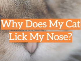 Why Does My Cat Lick My Nose?