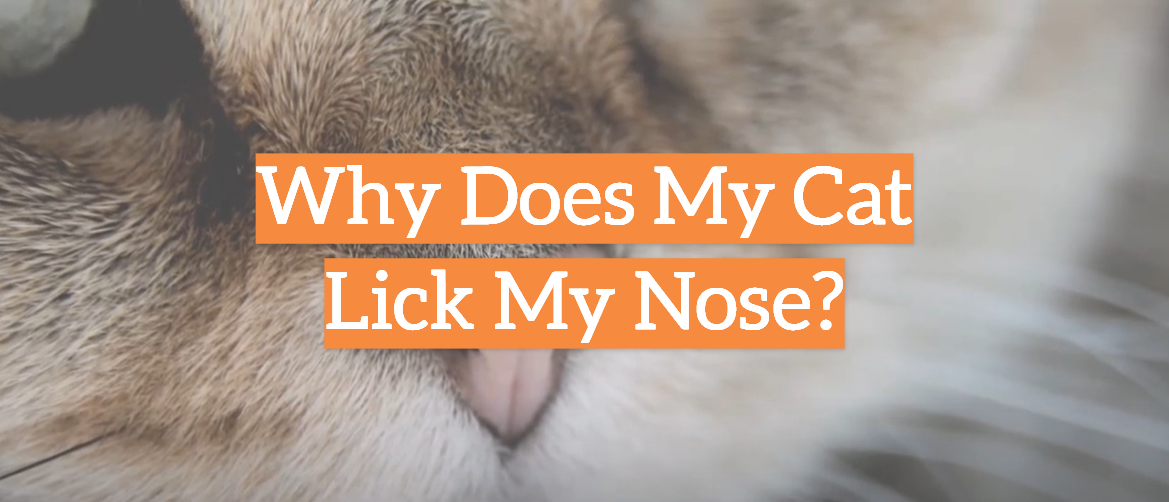 Why Does My Cat Lick My Nose?