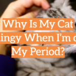 Why Is My Cat Clingy When I’m on My Period?