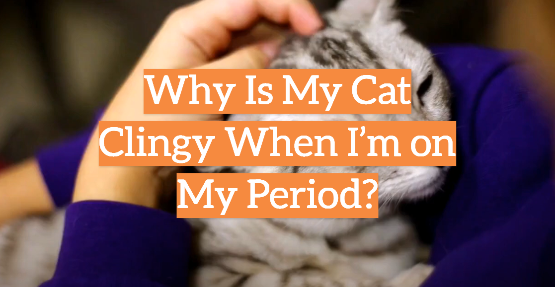 Why Is My Cat Clingy When I’m on My Period?