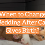 When to Change Bedding After Cat Gives Birth?