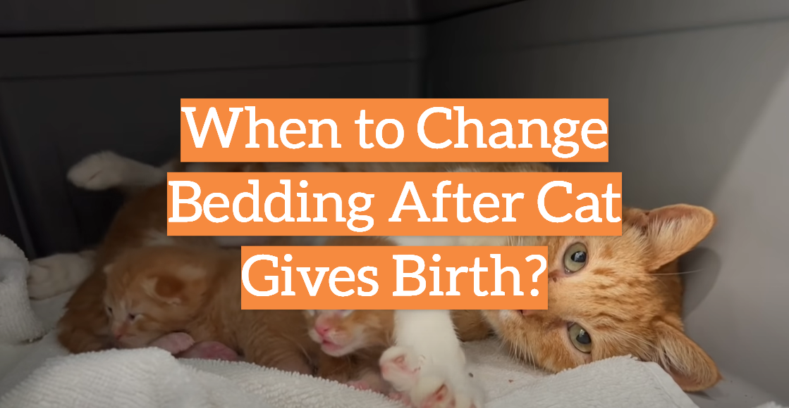When to Change Bedding After Cat Gives Birth?