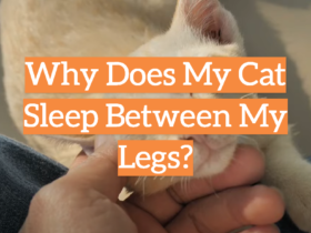 Why Does My Cat Sleep Between My Legs?