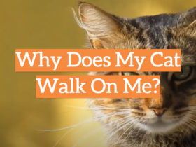 Why Does My Cat Walk On Me?
