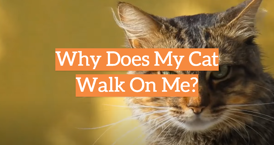 Why Does My Cat Walk On Me?