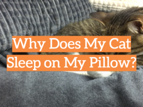 Why Does My Cat Sleep on My Pillow?