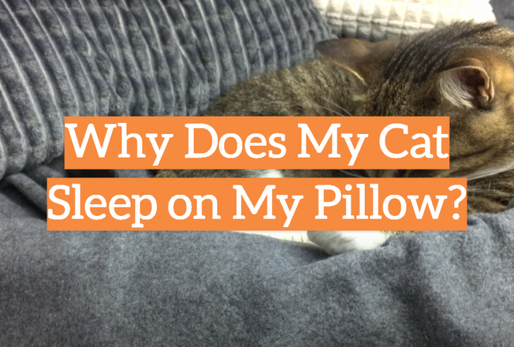 Why Does My Cat Sleep on My Pillow?