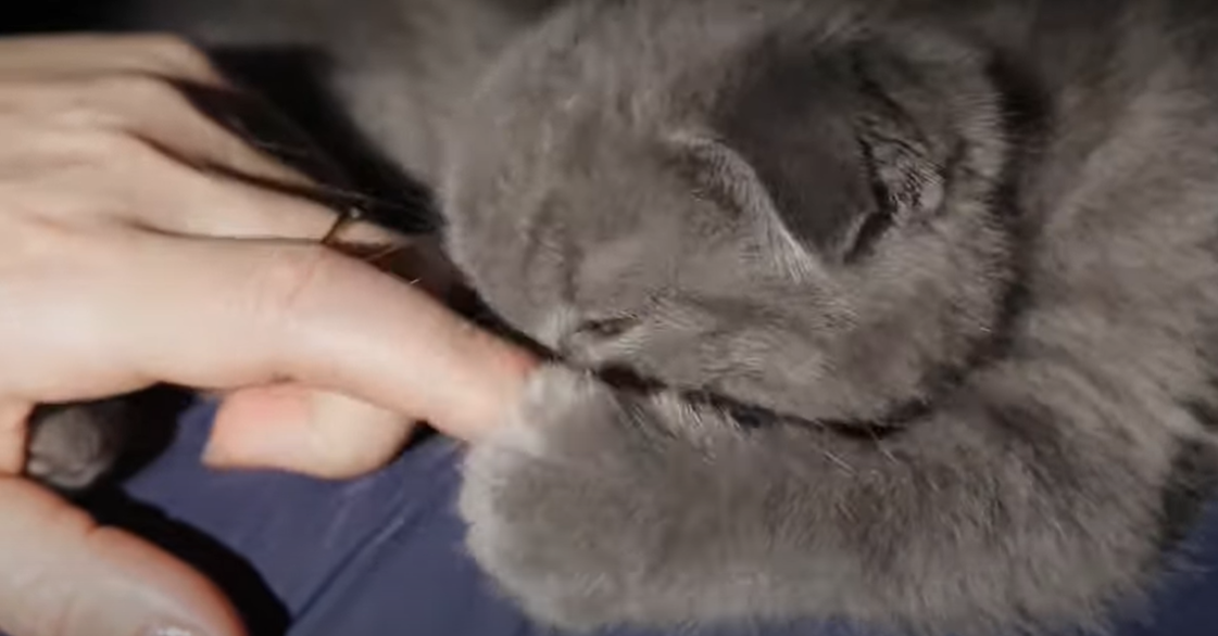 Why Does My Cat Bite My Chin? KittenWiki