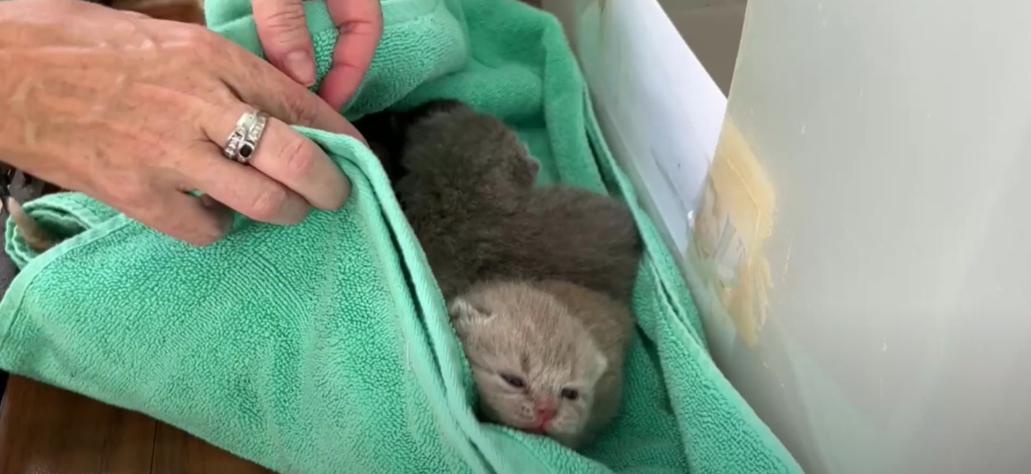 When to Change Bedding After Cat Gives Birth? KittenWiki