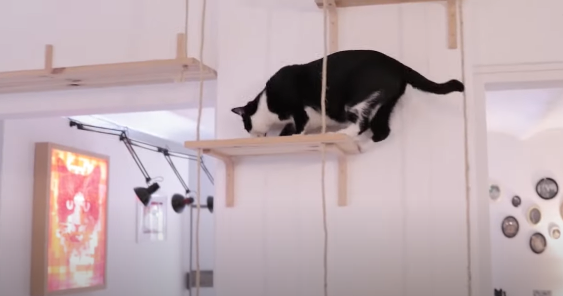 How to Get a Cat to Leave You Alone? KittenWiki