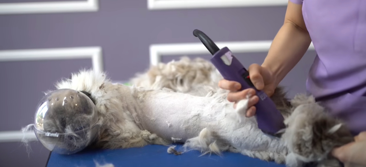 How to Shave a Cat That Hates It? KittenWiki