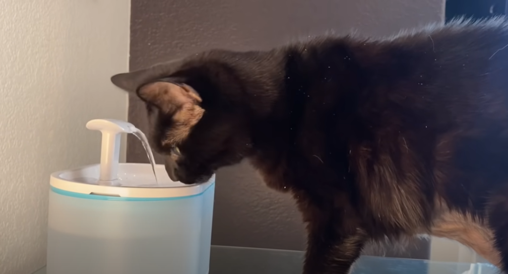 How often should I clean my cat's water fountain