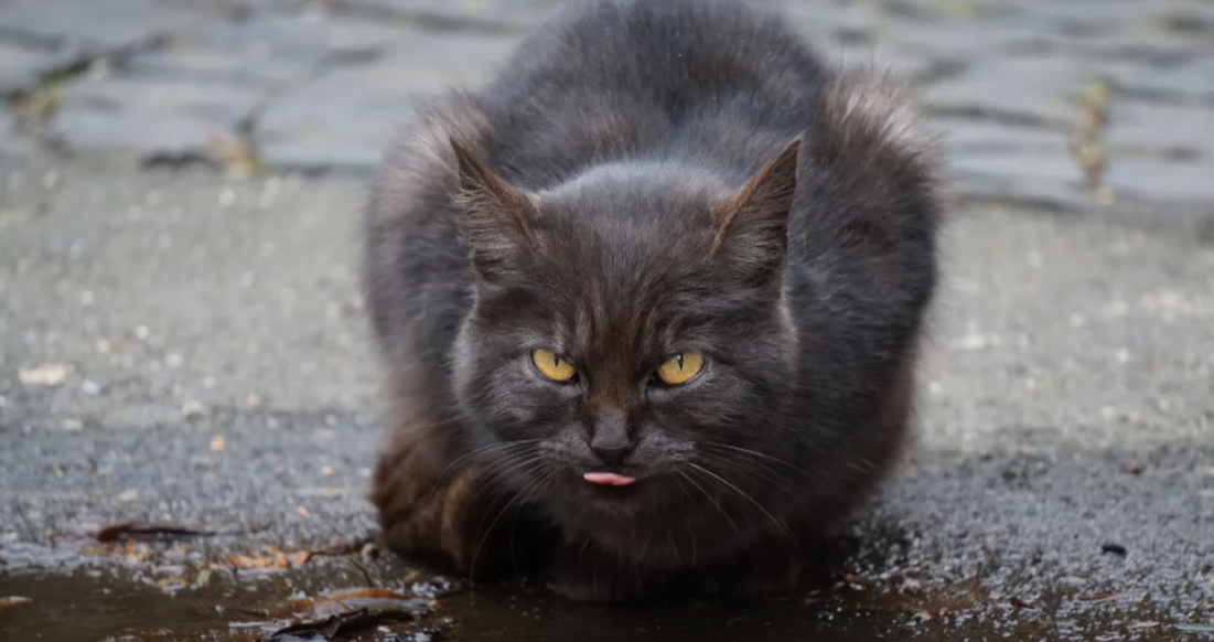 Why Does My Cat Cough After Drinking Water? KittenWiki