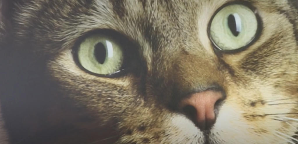 Impacts of Hypnotising Your Cat