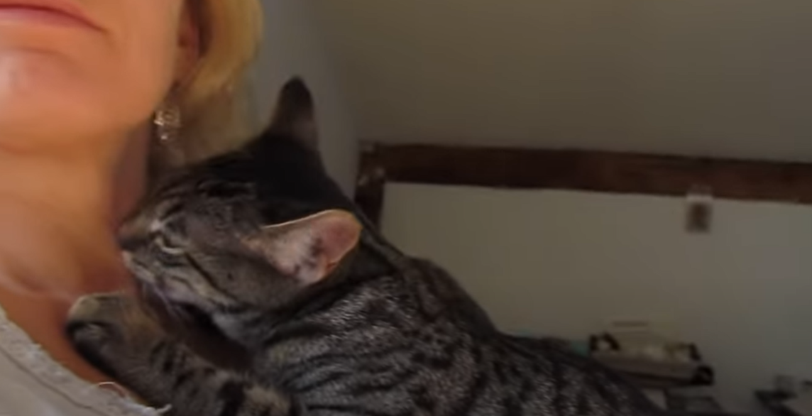 Why Does My Cat Lick My Eye? KittenWiki