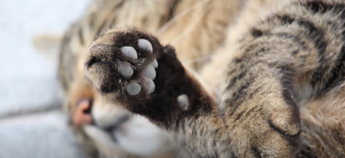 Why Does My Cat Paw at Smooth Surfaces? KittenWiki