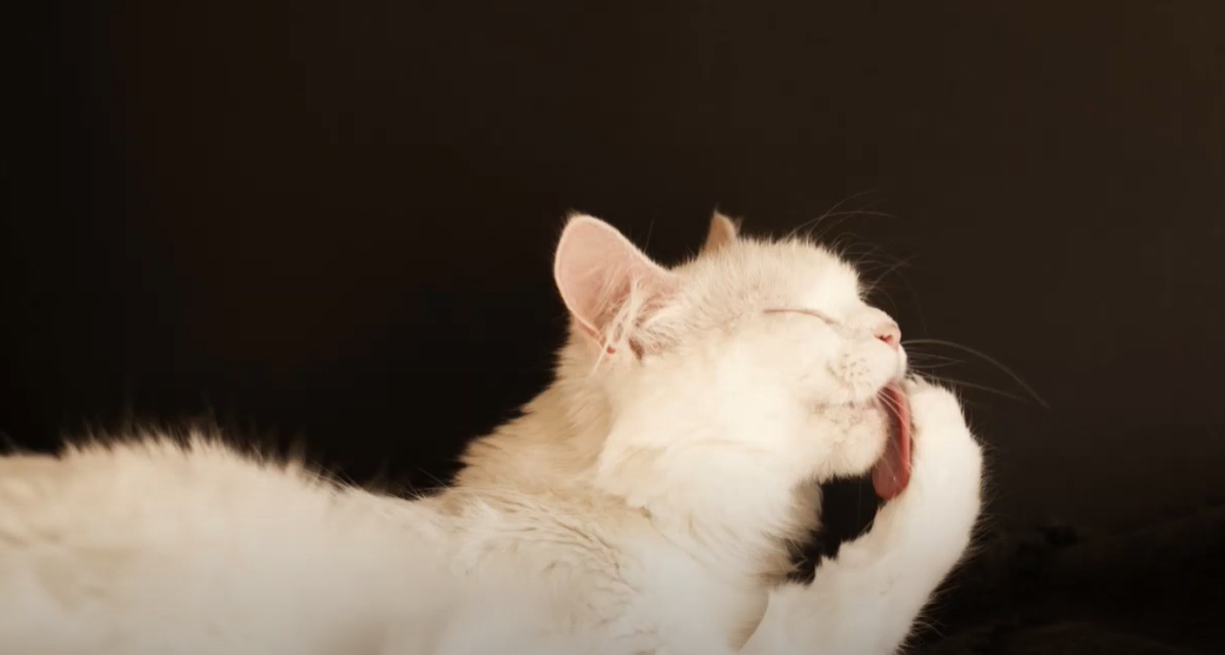 Why Does My Cat Paw at Smooth Surfaces? KittenWiki