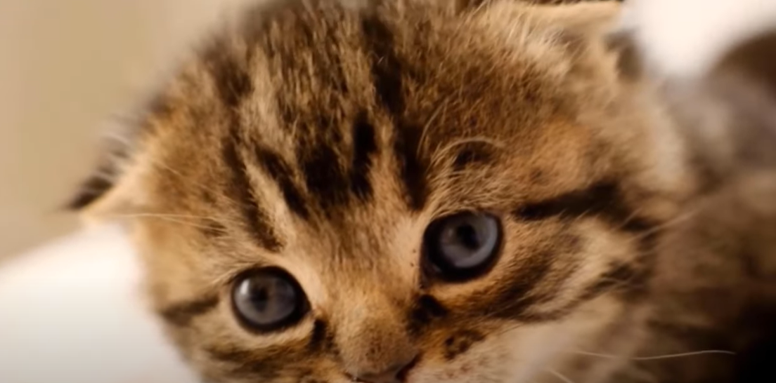 Why Does My Cat Sleep Between My Legs? KittenWiki