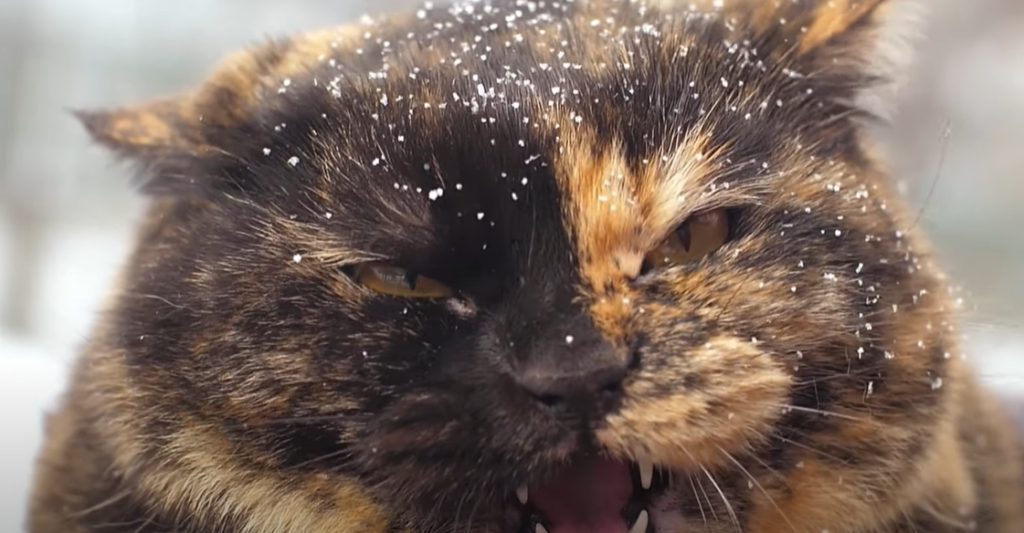 Reasons Why Cats Hate Sneezing