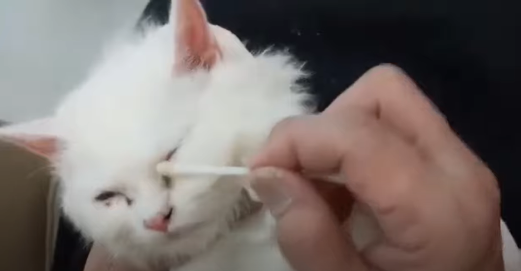 Scratch on your cat’s nose