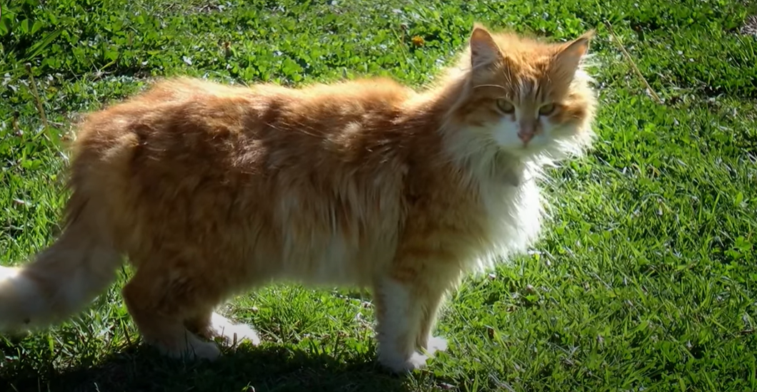 How to Tell if Cat Still Has Kittens Inside? KittenWiki