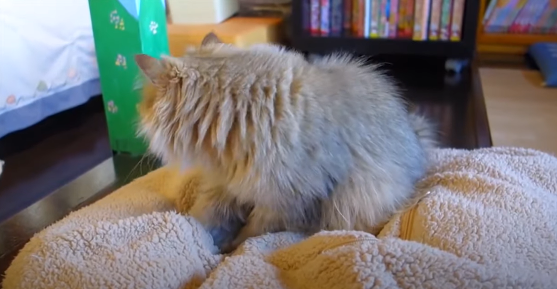 Why Is My Cat Scared All of a Sudden? KittenWiki