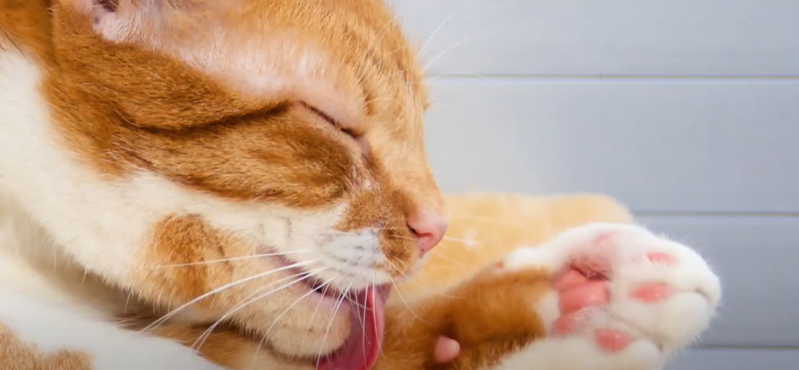 Why Does My Cat Paw at Smooth Surfaces? KittenWiki