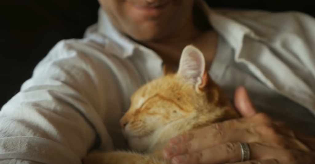 The Science Of Why Cats Sleep Pressed Up Against Their Humans