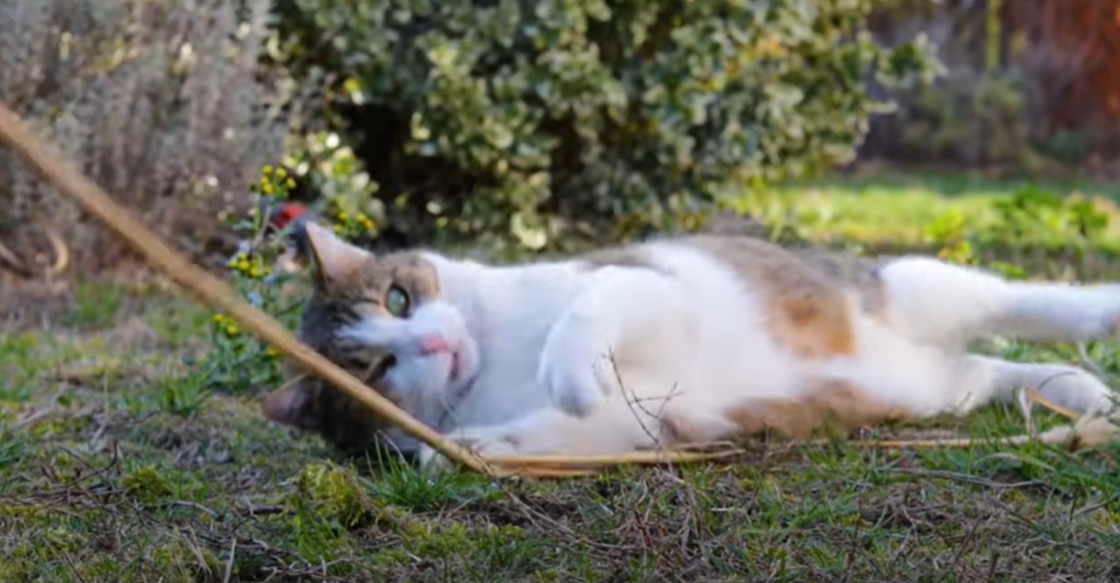 Why Do Cats Stare at Nothing? KittenWiki