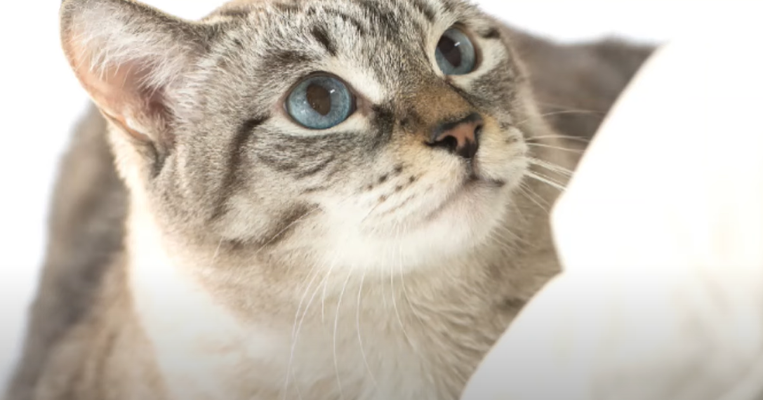 Why Does My Cat Walk On Me? KittenWiki