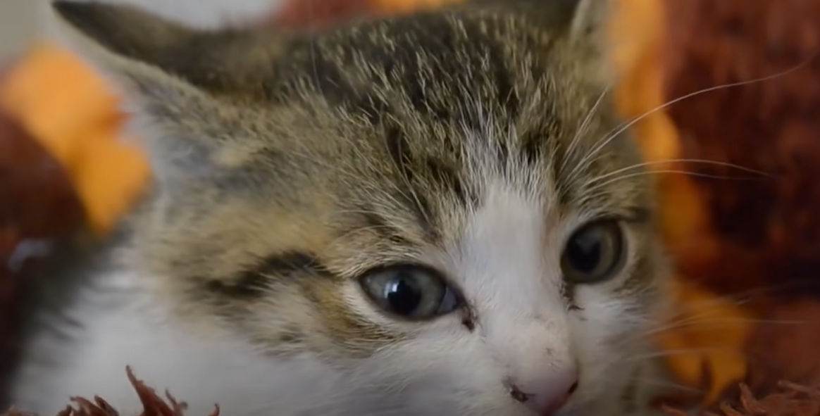 How to Get a Cat Out of Heat QTip? KittenWiki