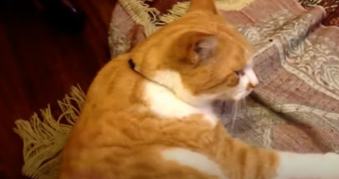 Why Does My Cat Bite My Chin? KittenWiki