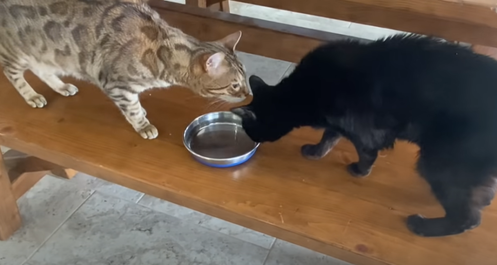 What are the benefits of a cat water fountain