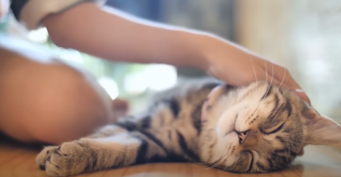 Why Does My Cat Rub His Teeth on Me? KittenWiki