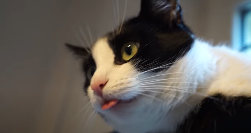 What Does It Mean When a Cat Licks You