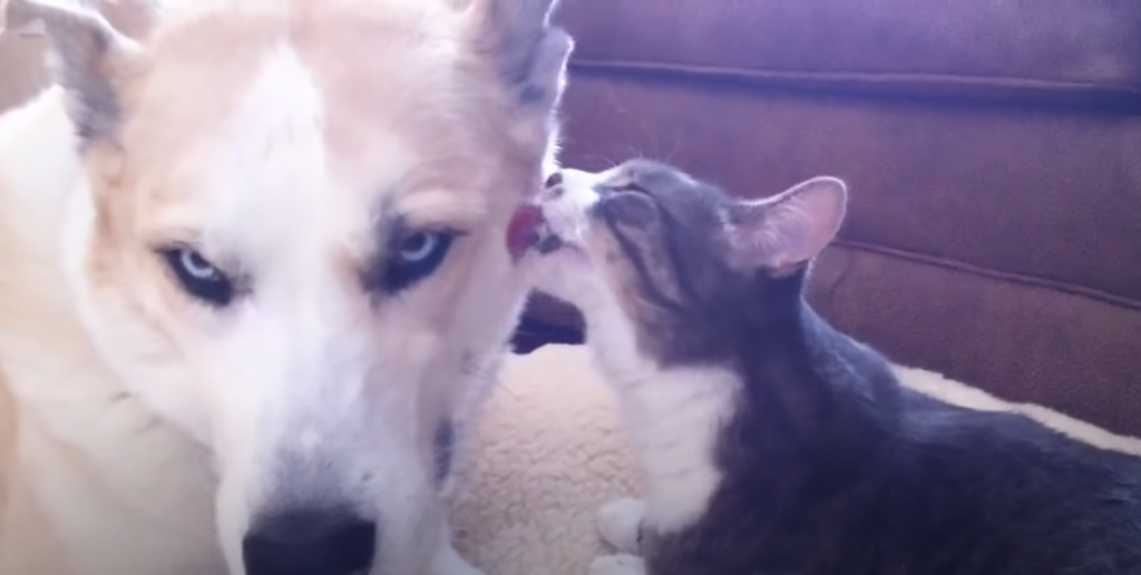 When You Shouldn’t Allow Your Cat to Lick Your Dog