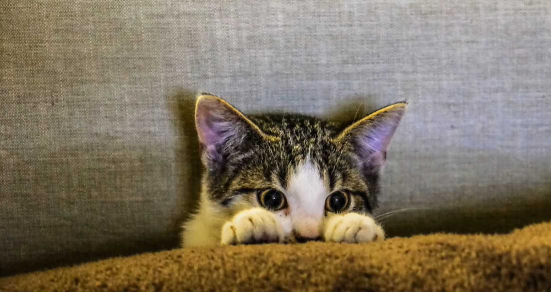 Why Does My Cat Lay On My Clothes? KittenWiki