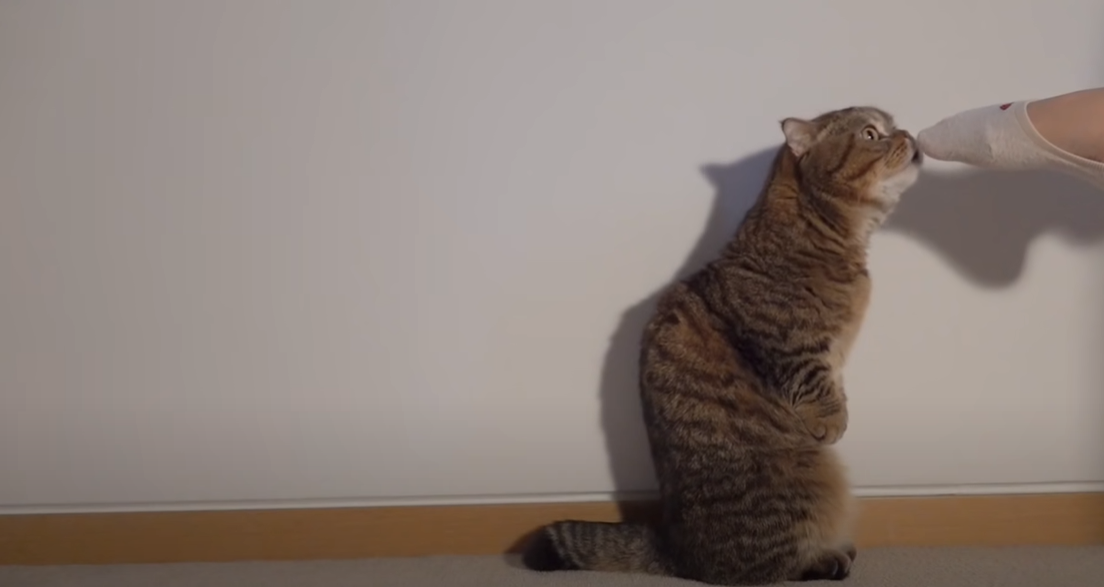 Why Do Cats Like Feet? KittenWiki