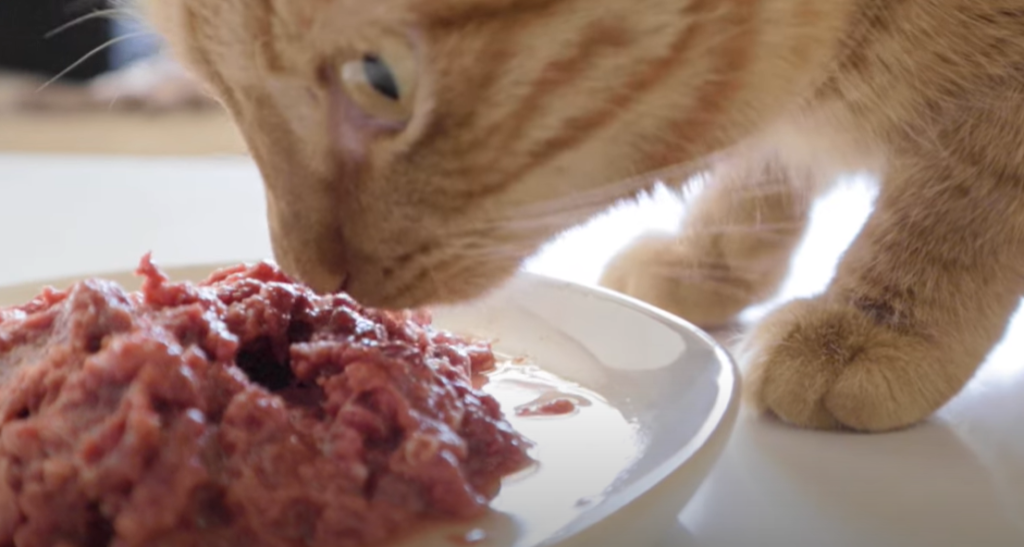Why do cats like warm food