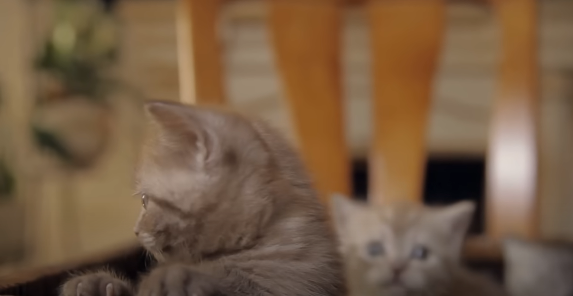 Why Does My Cat Rub His Teeth on Me? KittenWiki