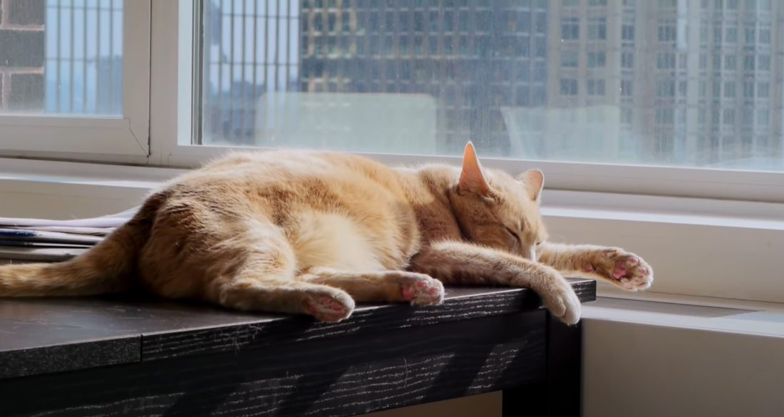 Why Does My Cat Rub His Teeth on Me? KittenWiki